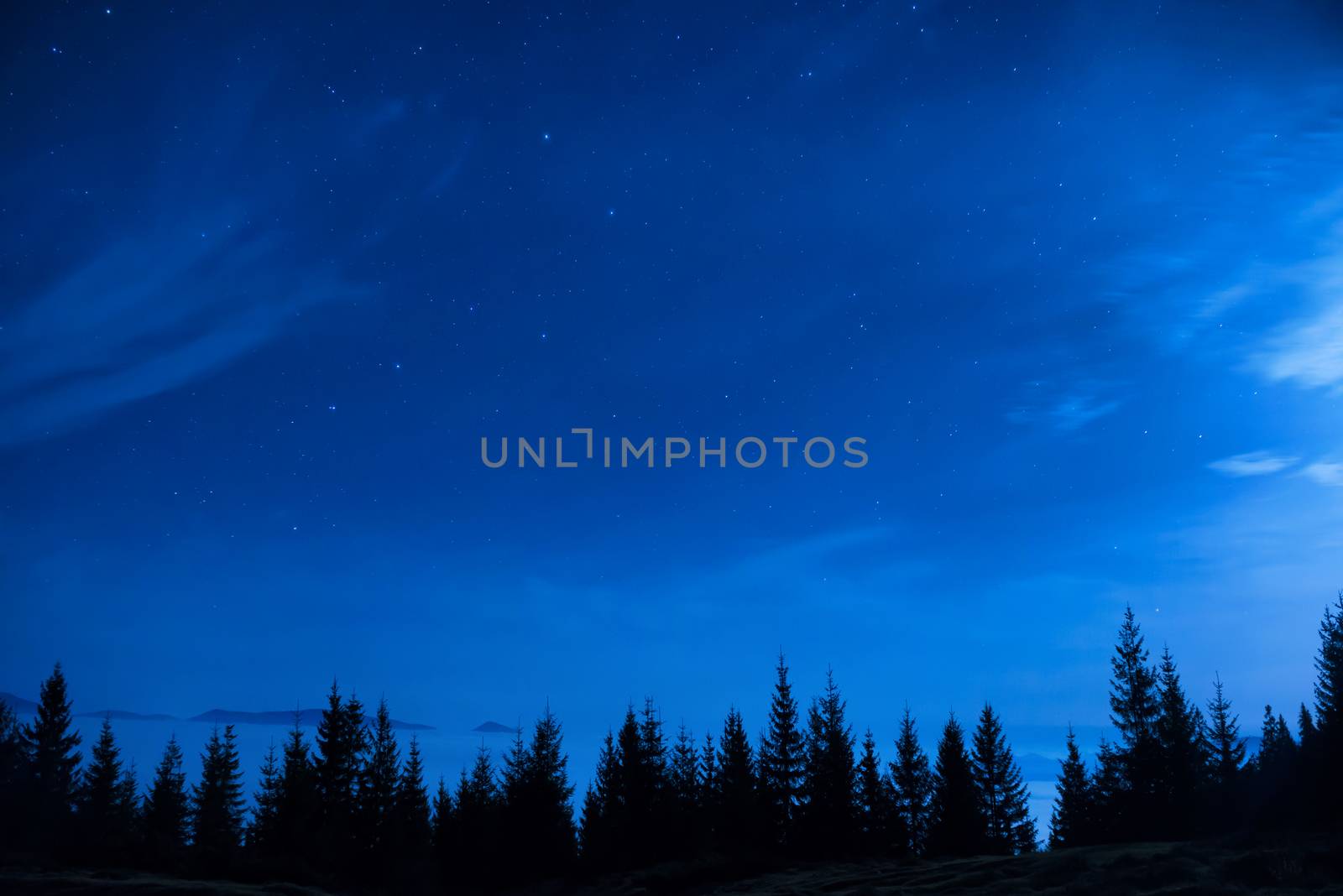 Forest of pine trees under blue dark night sky with many stars. Space background