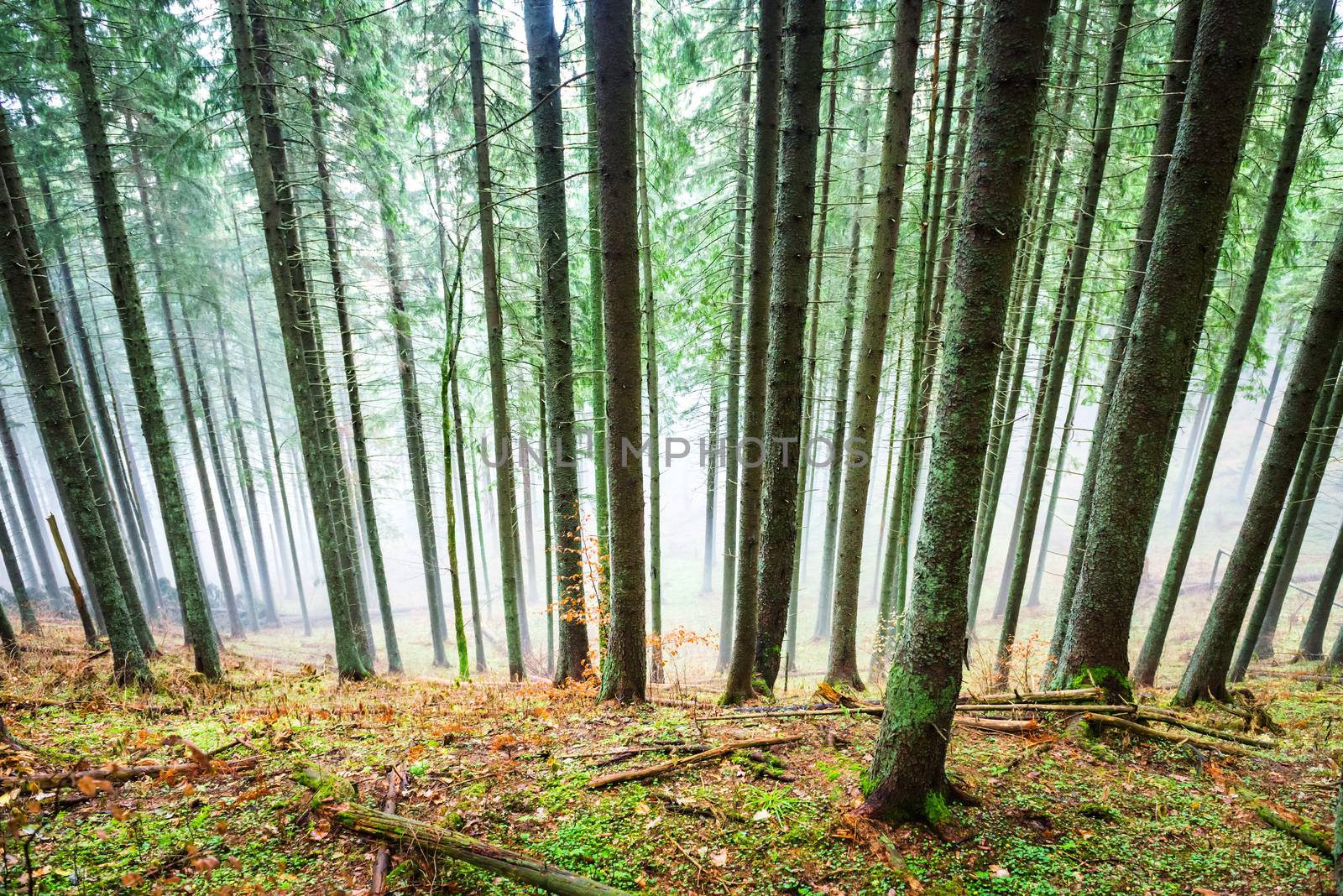 Mysterious fog in the green forest with pine trees