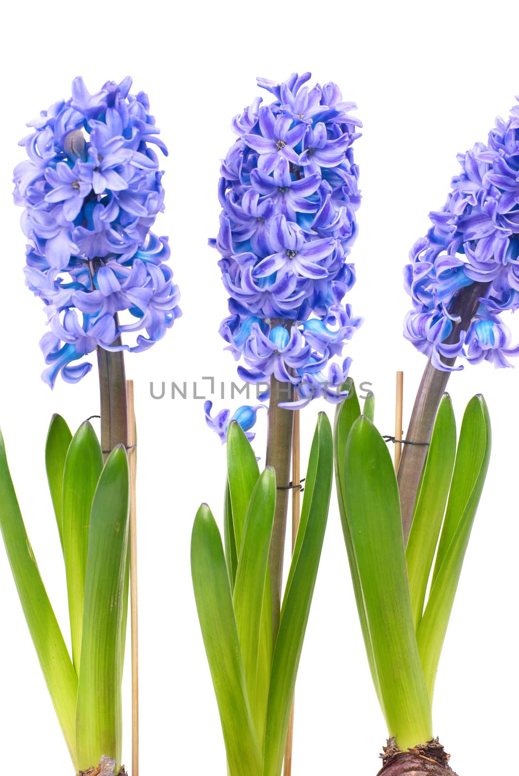 Blue hyacinthes by vapi