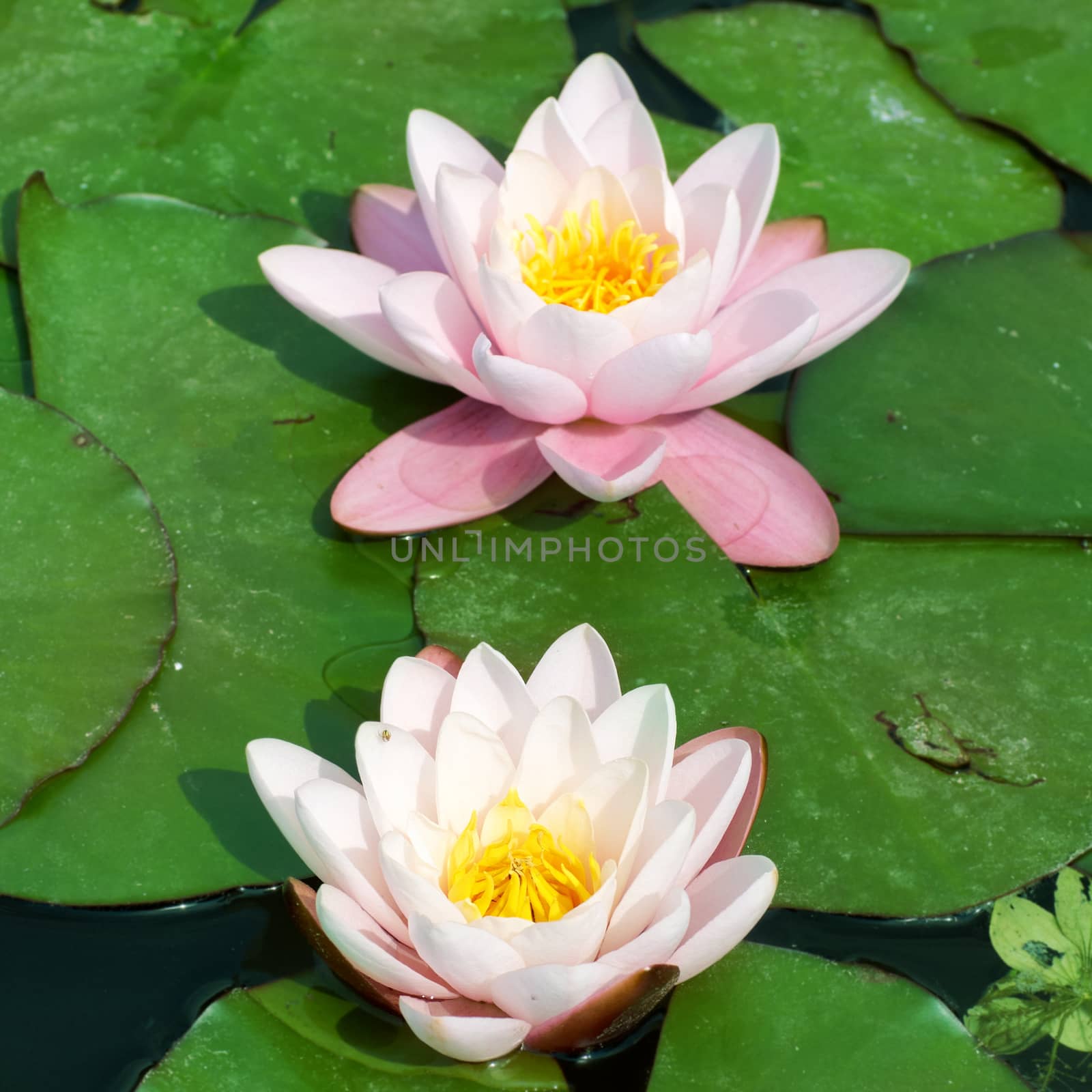 Beautiful pink water lily by vapi