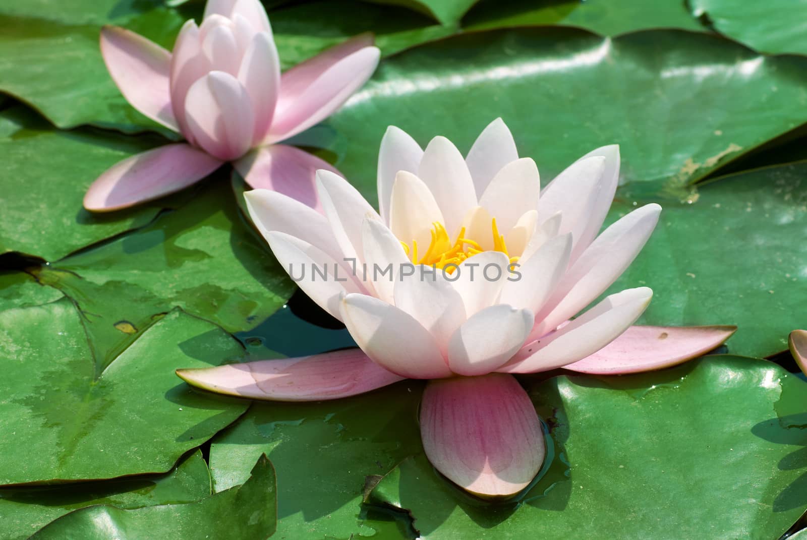 Beautiful pink water lily (Nymphaea alba) in the pond