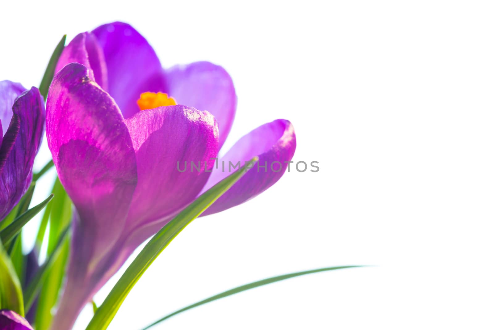 First spring flowers - bouquet of purple crocuses isolated on white background with copyspace