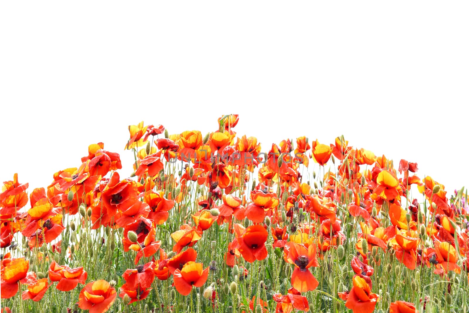 Beautiful red poppies isolated on white background