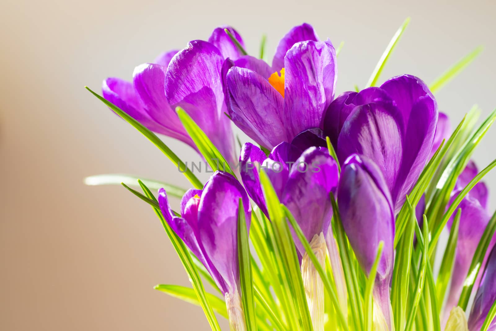 First spring flowers - bouquet of purple crocuses over soft focus background with copyspace