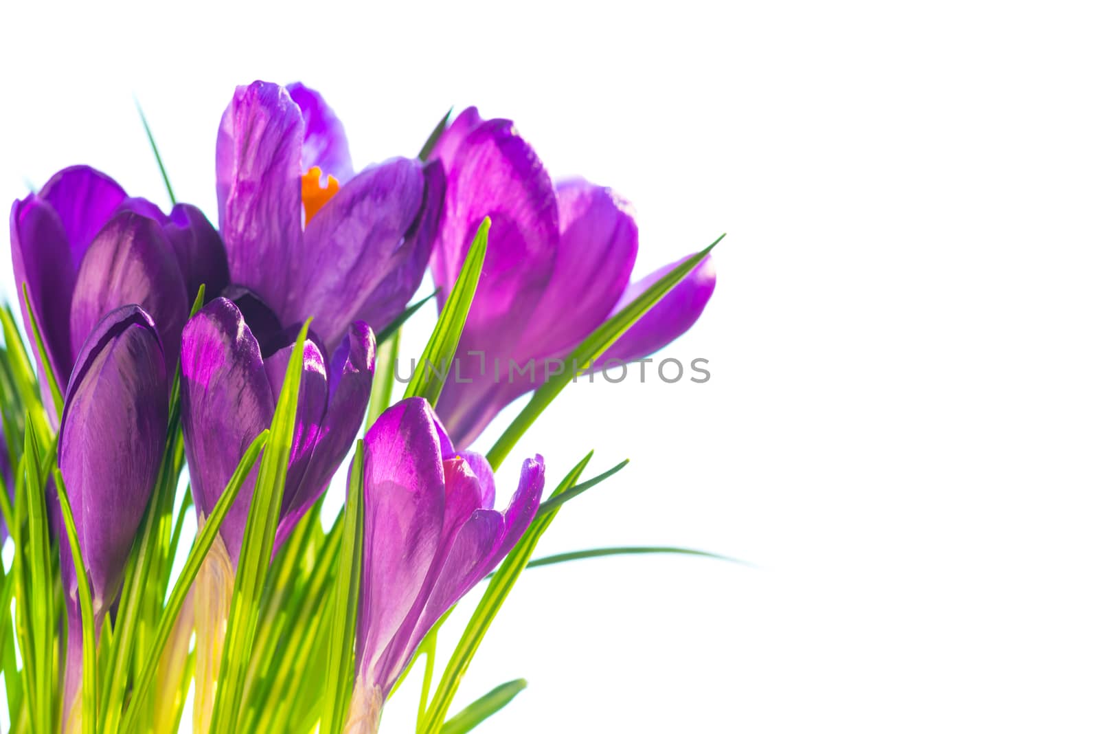 First spring flowers - bouquet of purple crocuses isolated on white background with copyspace