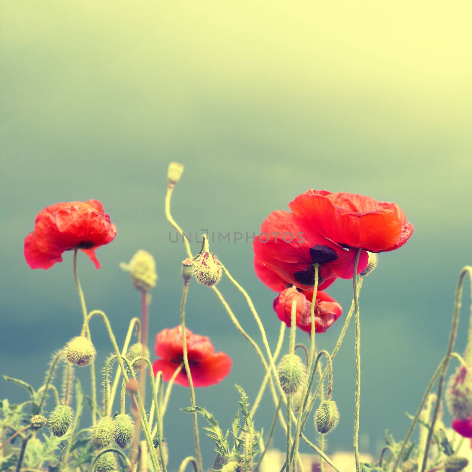 Field of beautiful red poppies with green grass. Instagram like filter