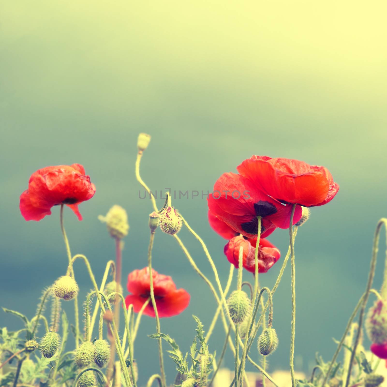 Poppies on the field by vapi