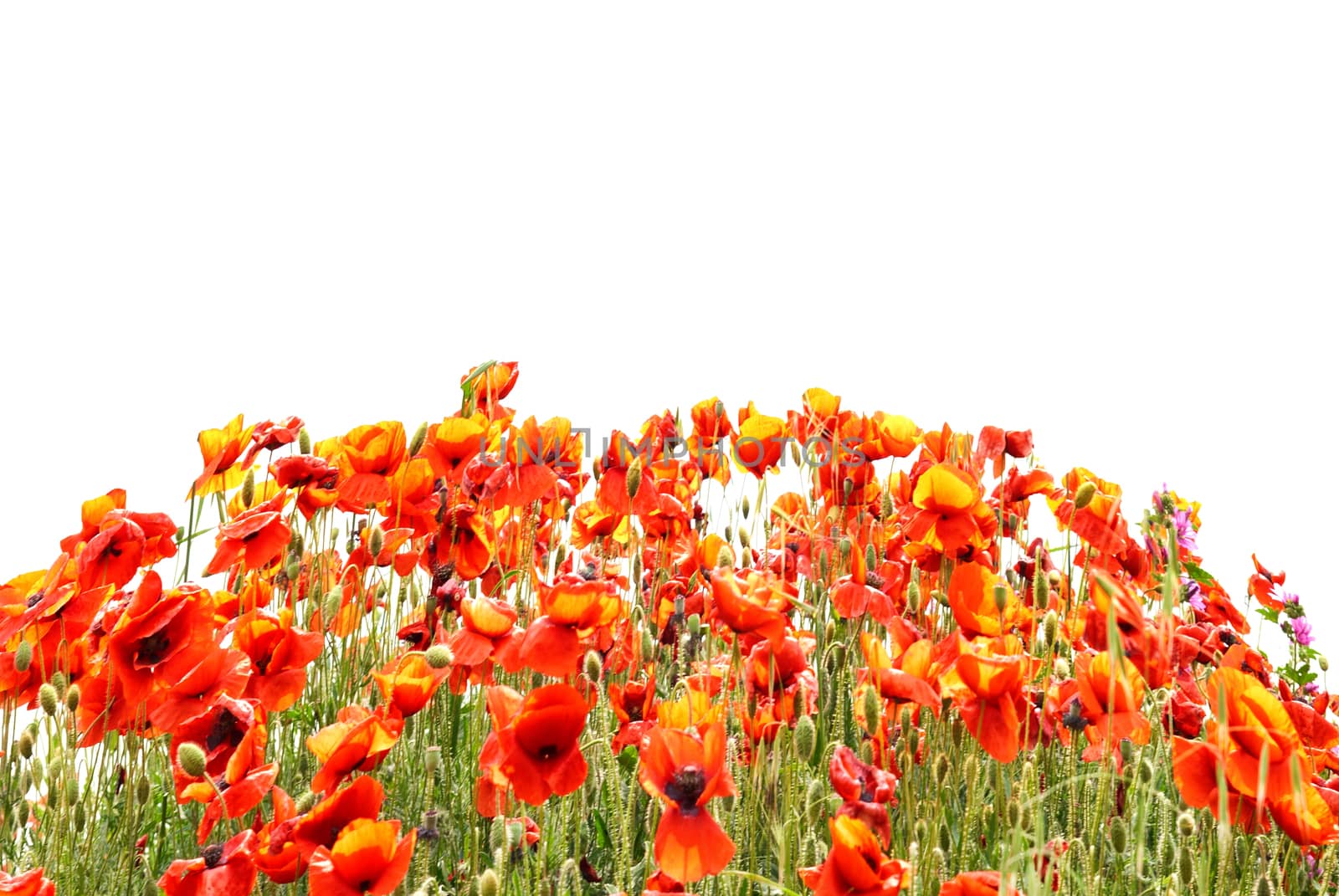 Red poppies by vapi