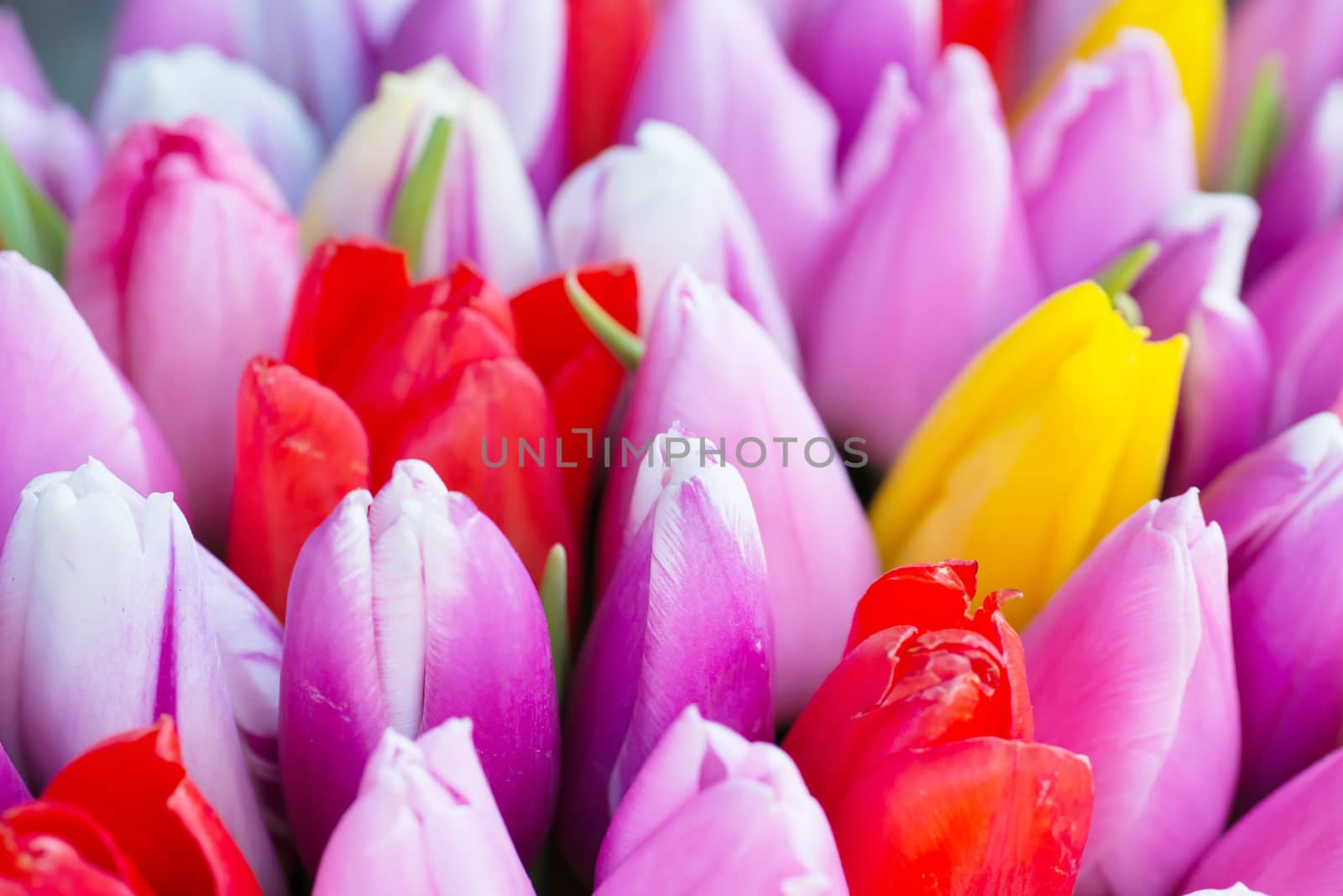 Fresh colorful tulips- nature spring background. Soft focus and bokeh