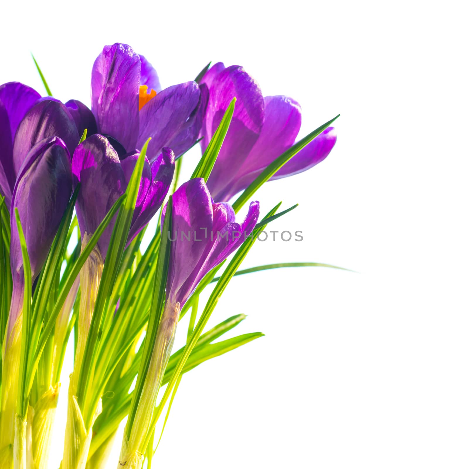 First spring flowers - bouquet of purple crocuses isolated on white background with copyspace