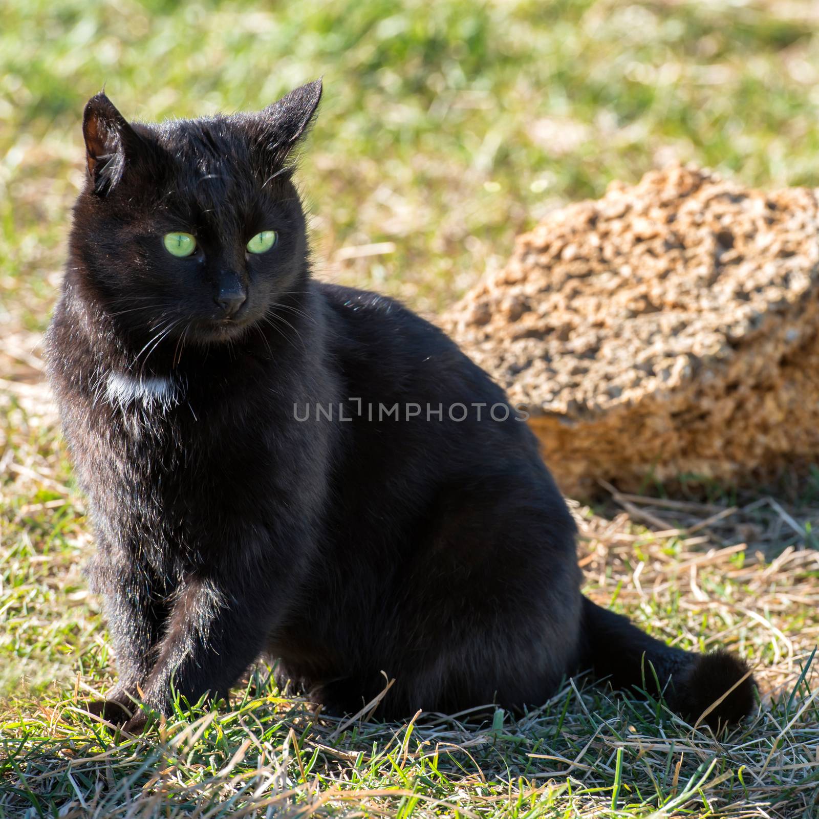 Black cat with yellow eyes sitting on green grass