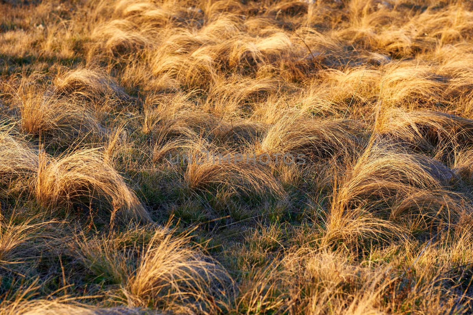 Field of yellow dry feather grass by vapi