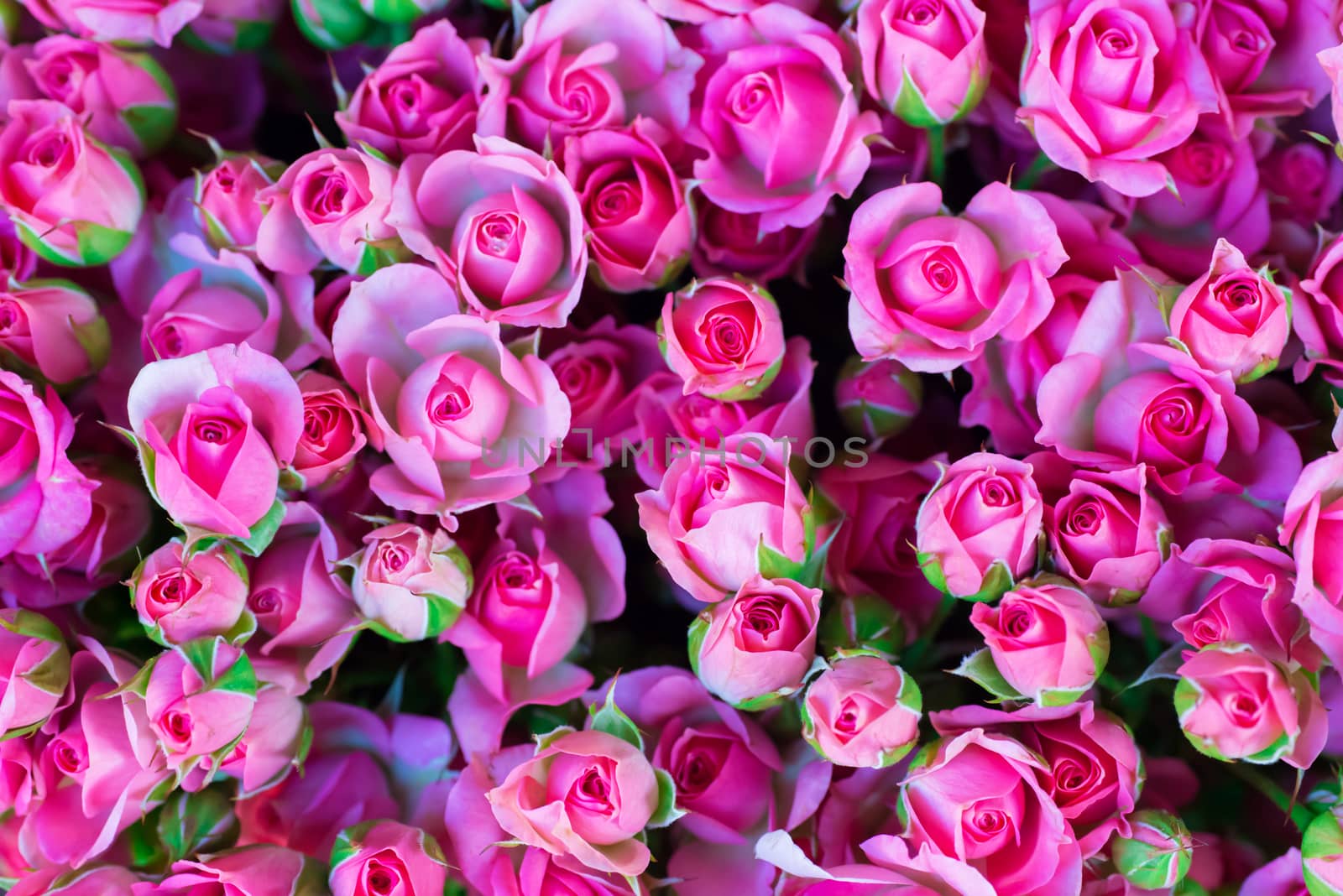 Fresh pink roses with green leaves- nature spring sunny background. Soft focus and bokeh