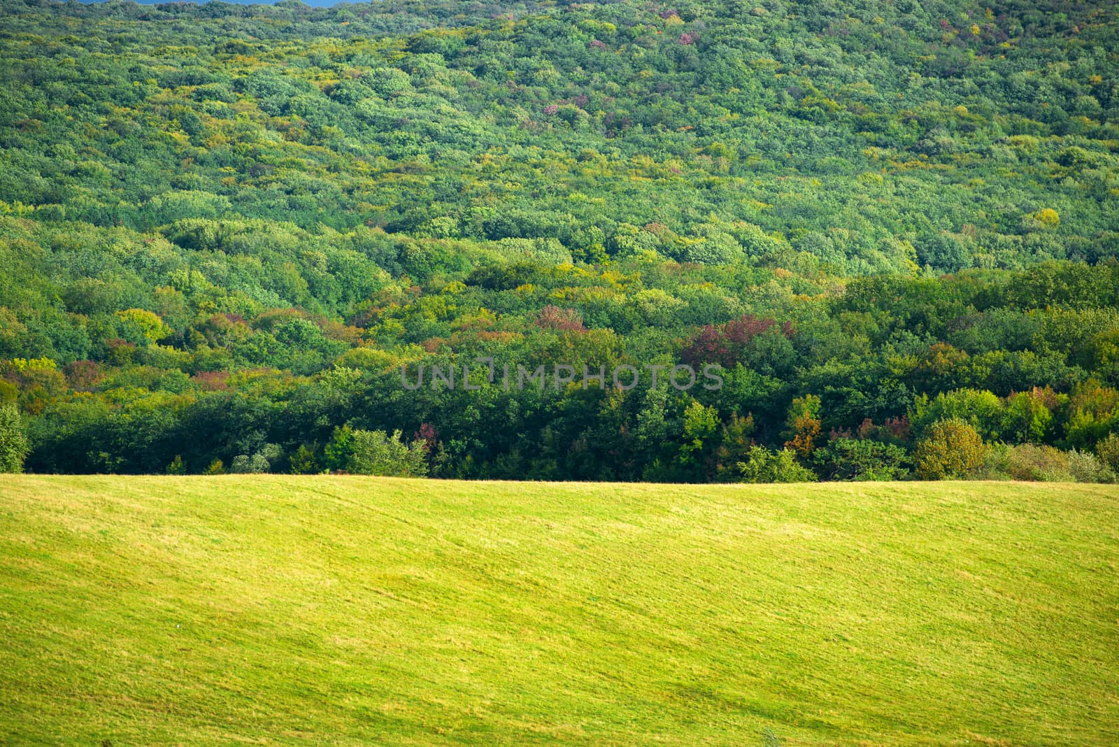 Grass on green meadow and blue sky with clouds