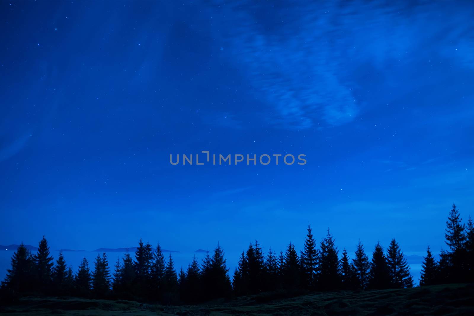 Forest of pine trees under blue dark night sky with many stars. Space background