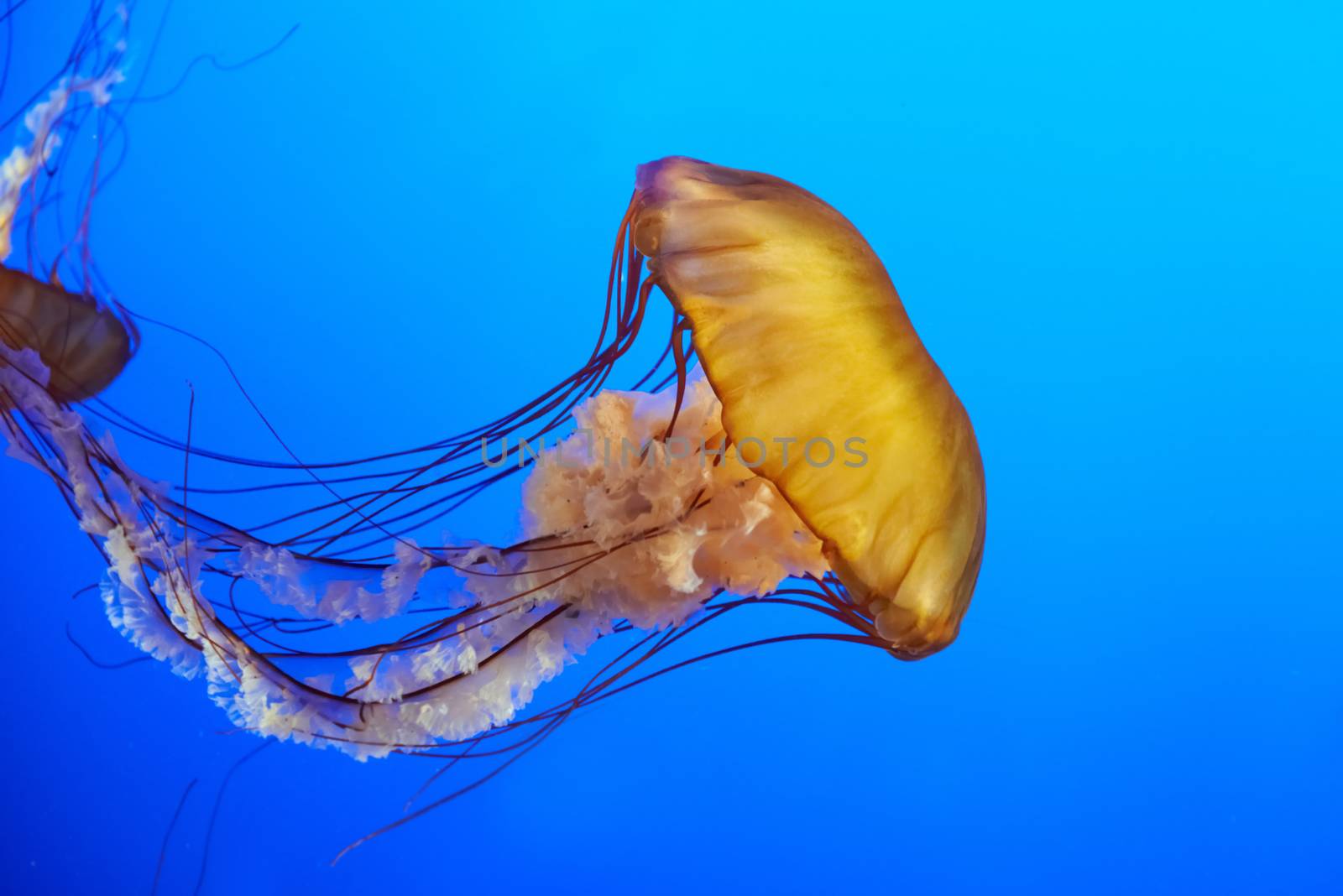 Orange jellyfish (Chrysaora fuscescens or Pacific sea nettle) in blue ocean water