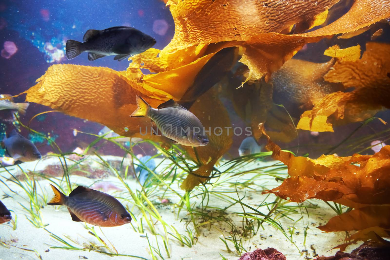 Tropical fish near coral reef with blue ocean water