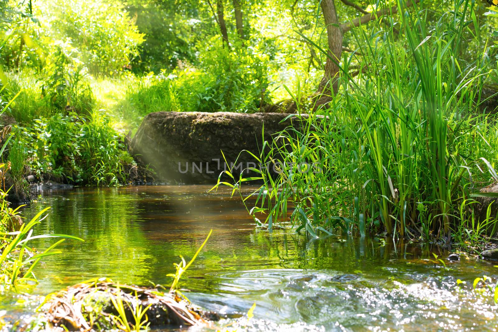 Stream in the tropical forest. Environment sunny landscape