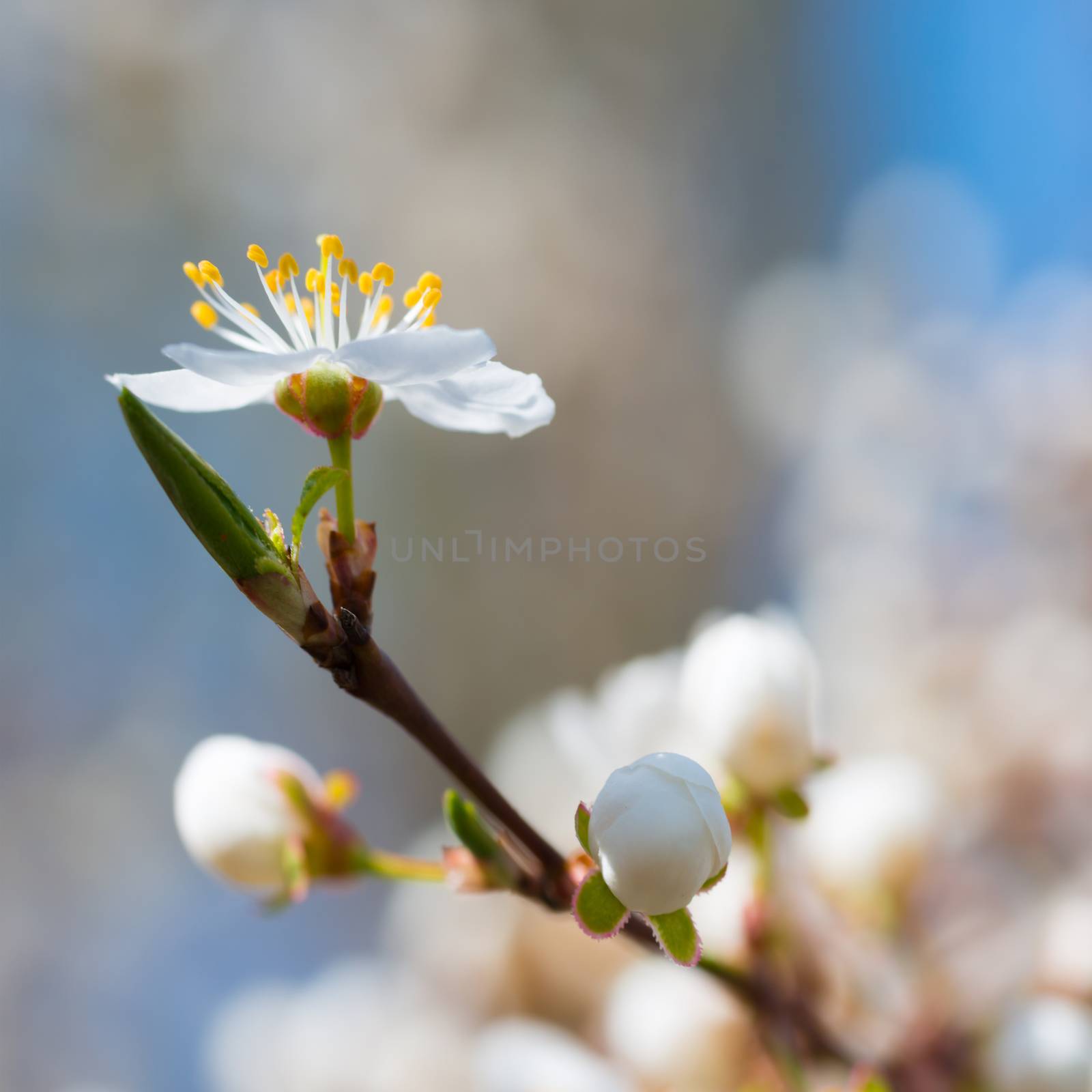 Spring blossoming white spring flowers on a plum tree against soft floral background