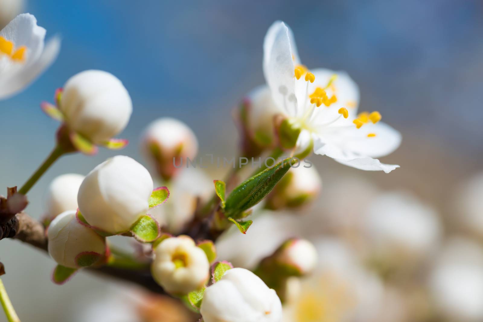 Spring blossoming white spring flowers on a plum tree against soft floral background