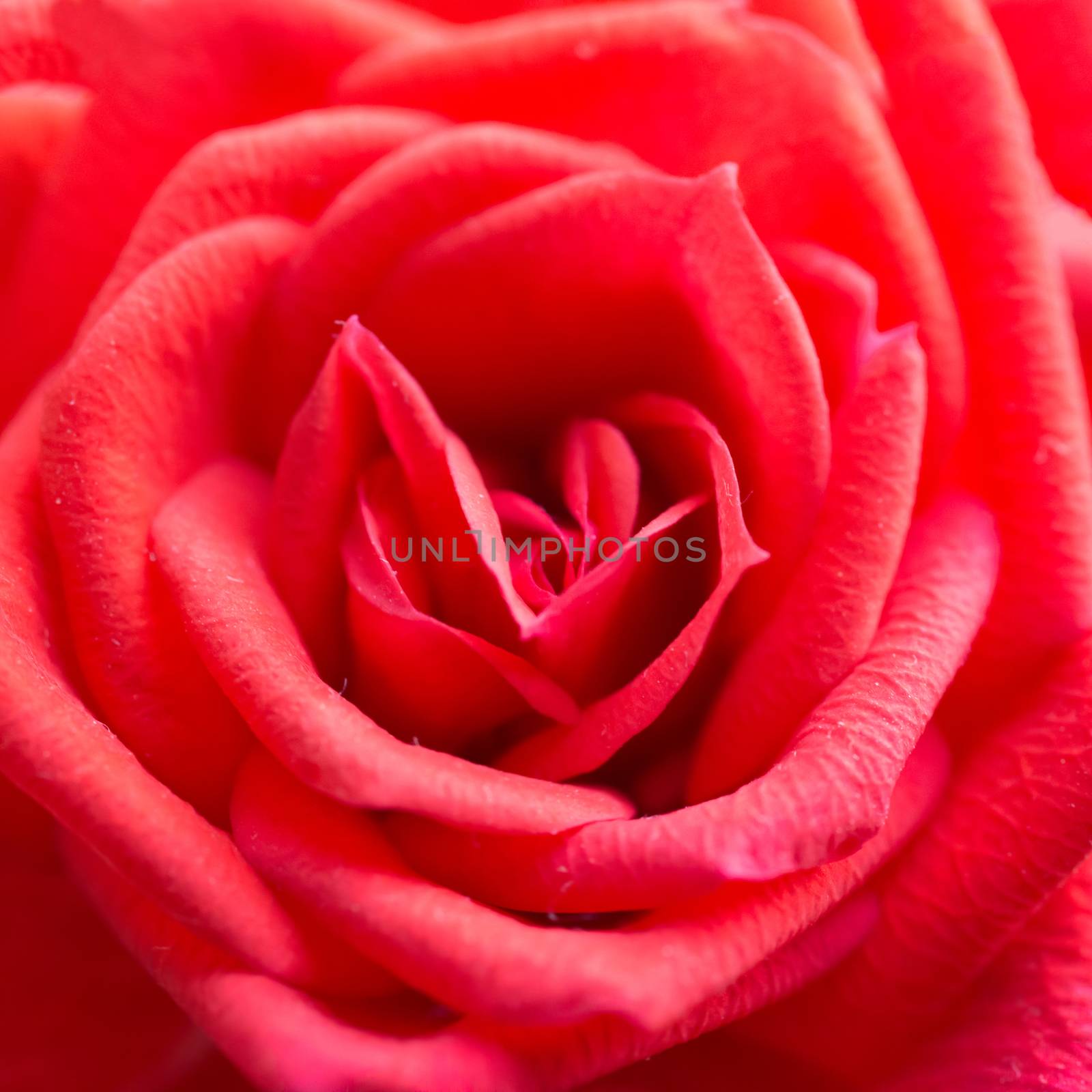 Red rose, romantic flower. Closeup macro shot
