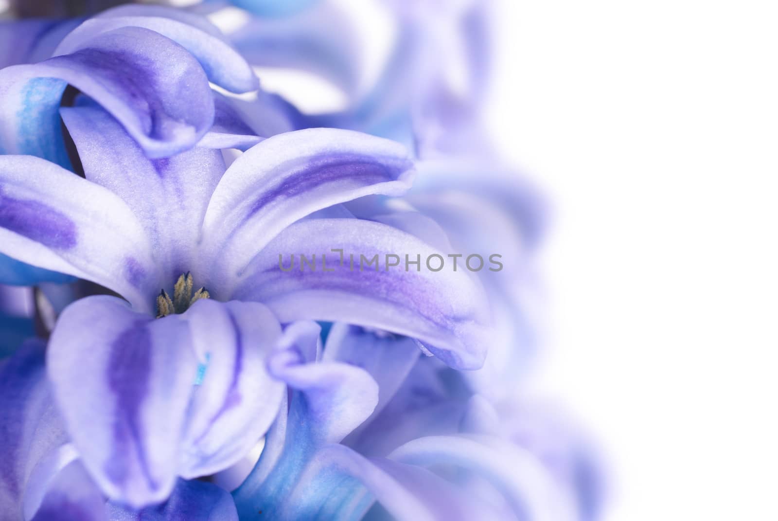 Beautiful blue flowers hyacinthes isolated on white. Spring macro background