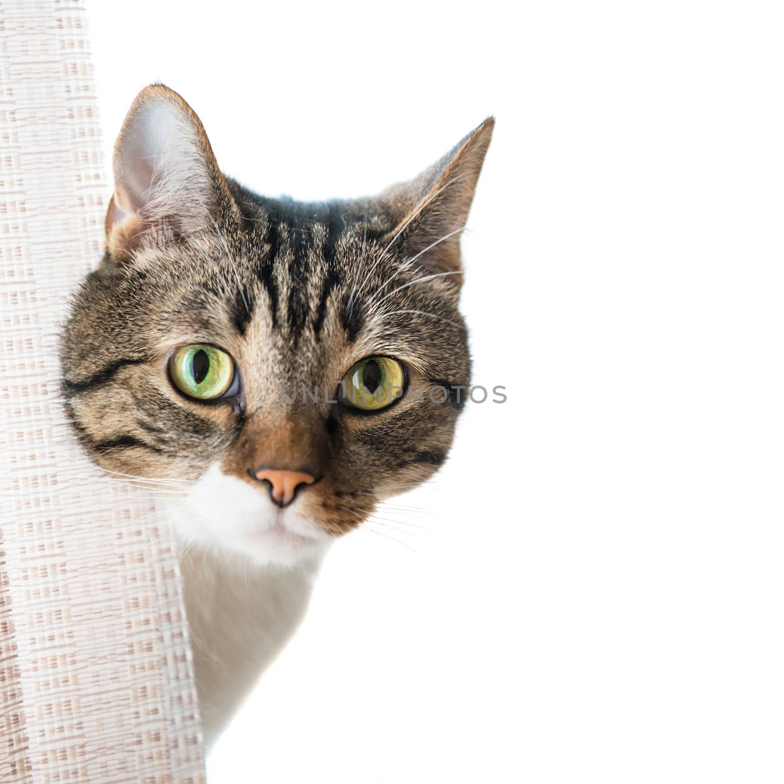 Little gray striped and curiously looking cat isolated on white background