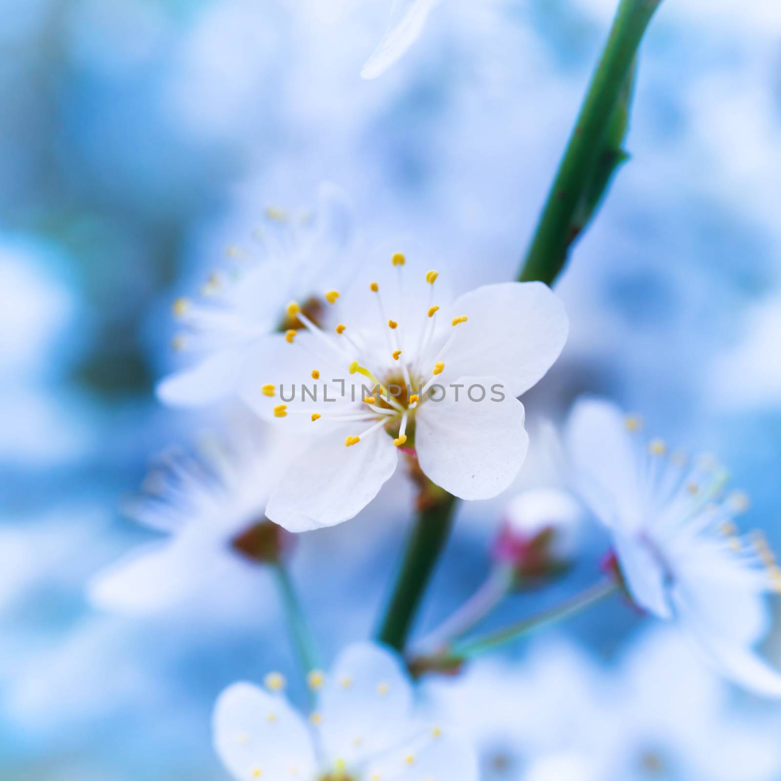 Spring blossoming white spring flowers on a tree against soft blue background