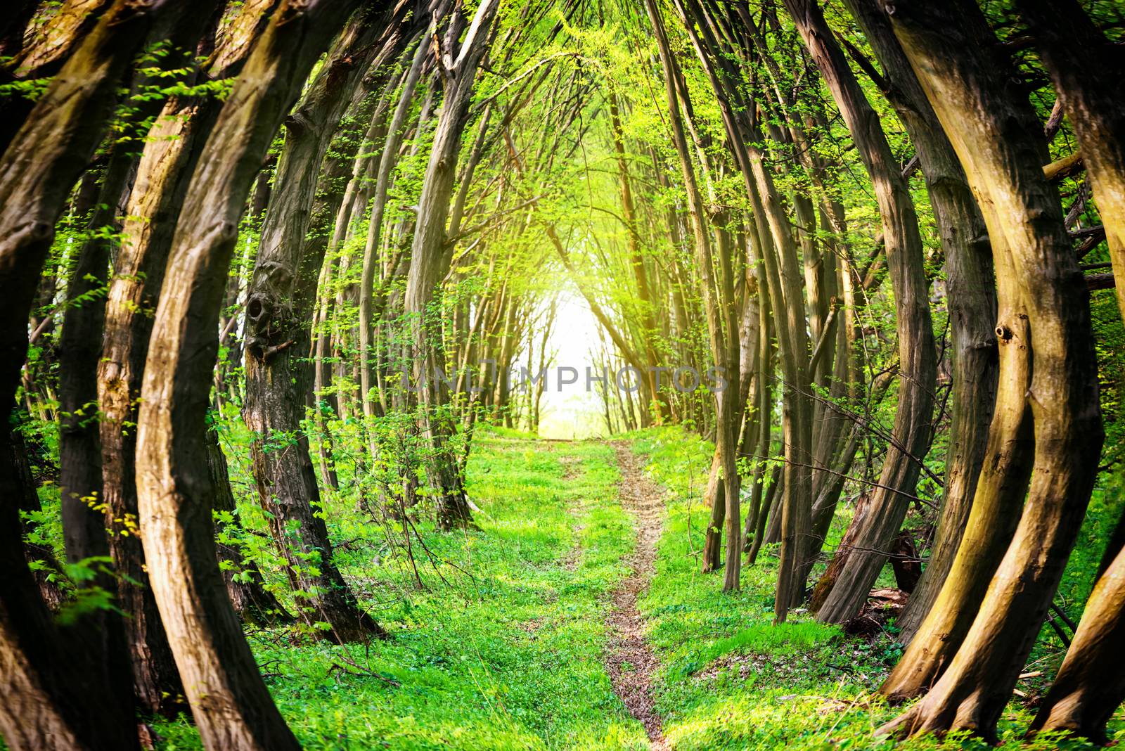 Magical path through beautiful green forest with green trees