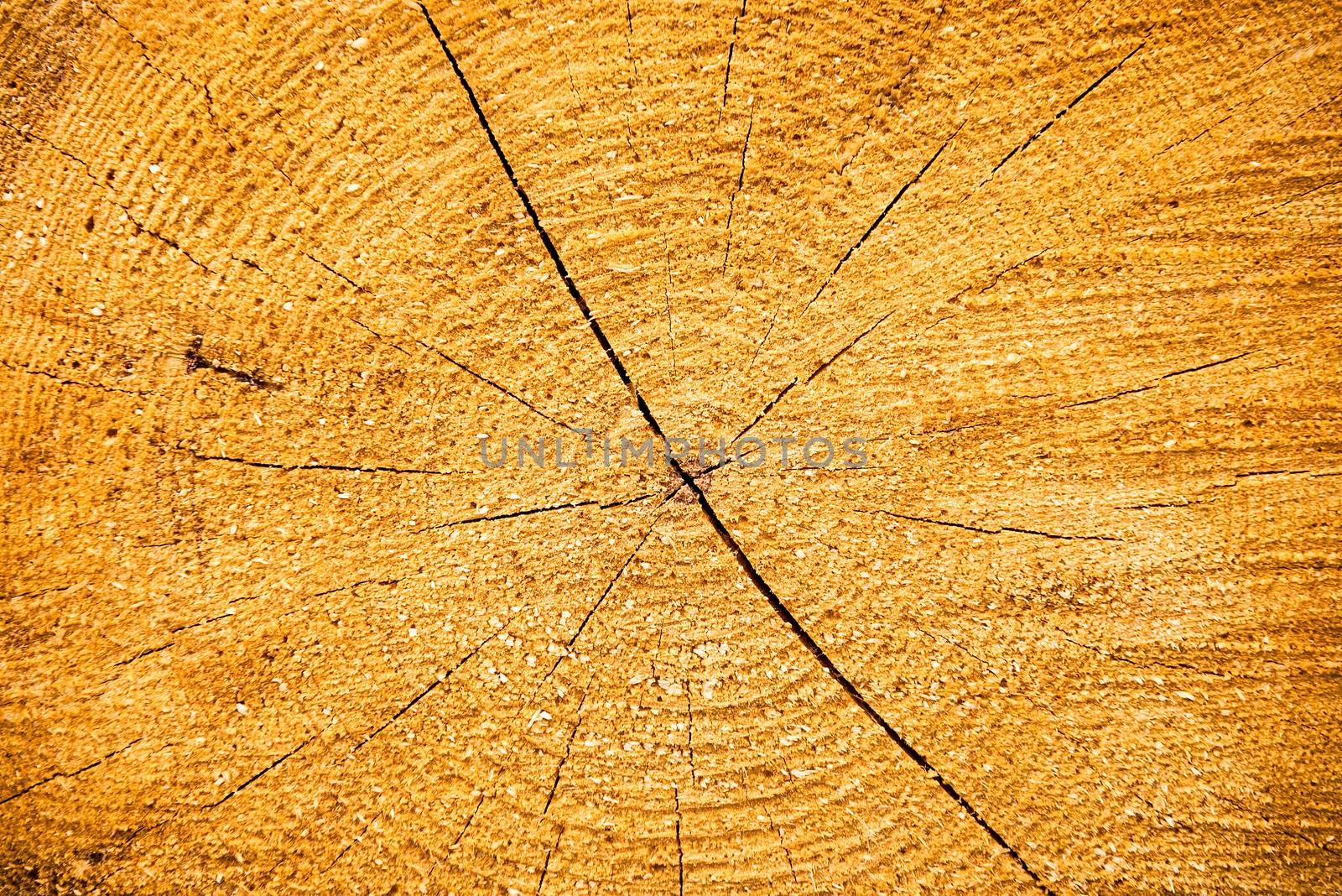 Light yellow cracked wooden texture by vapi