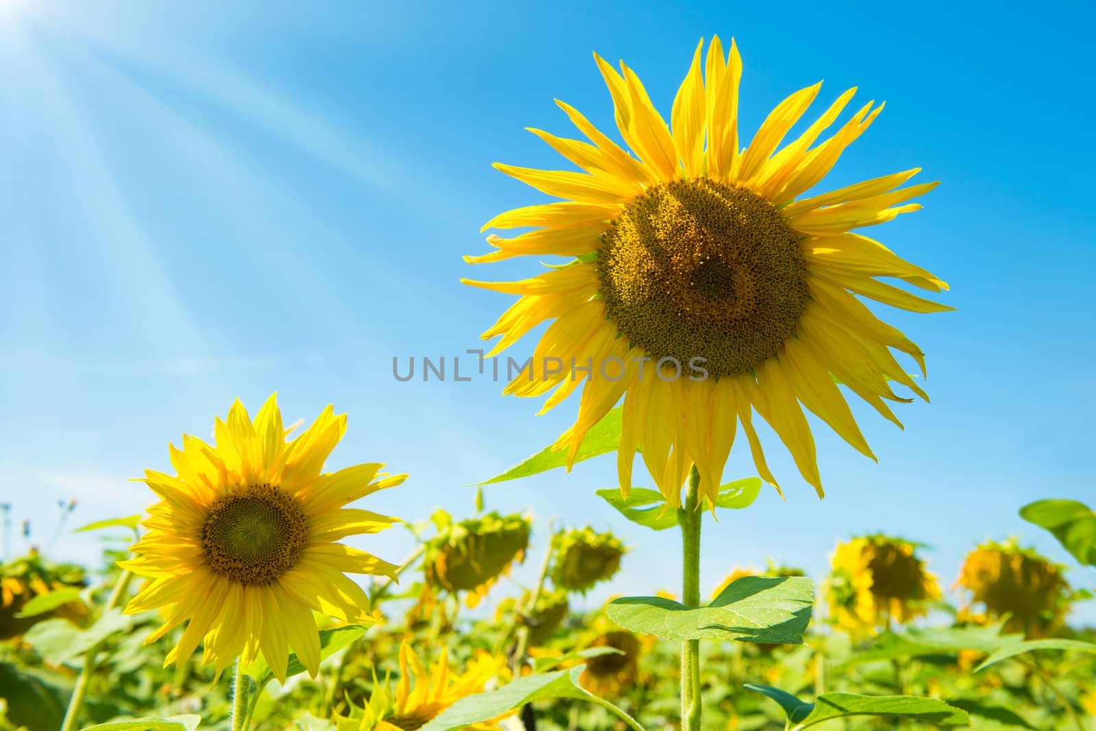 Field of yellow sunflowers by vapi
