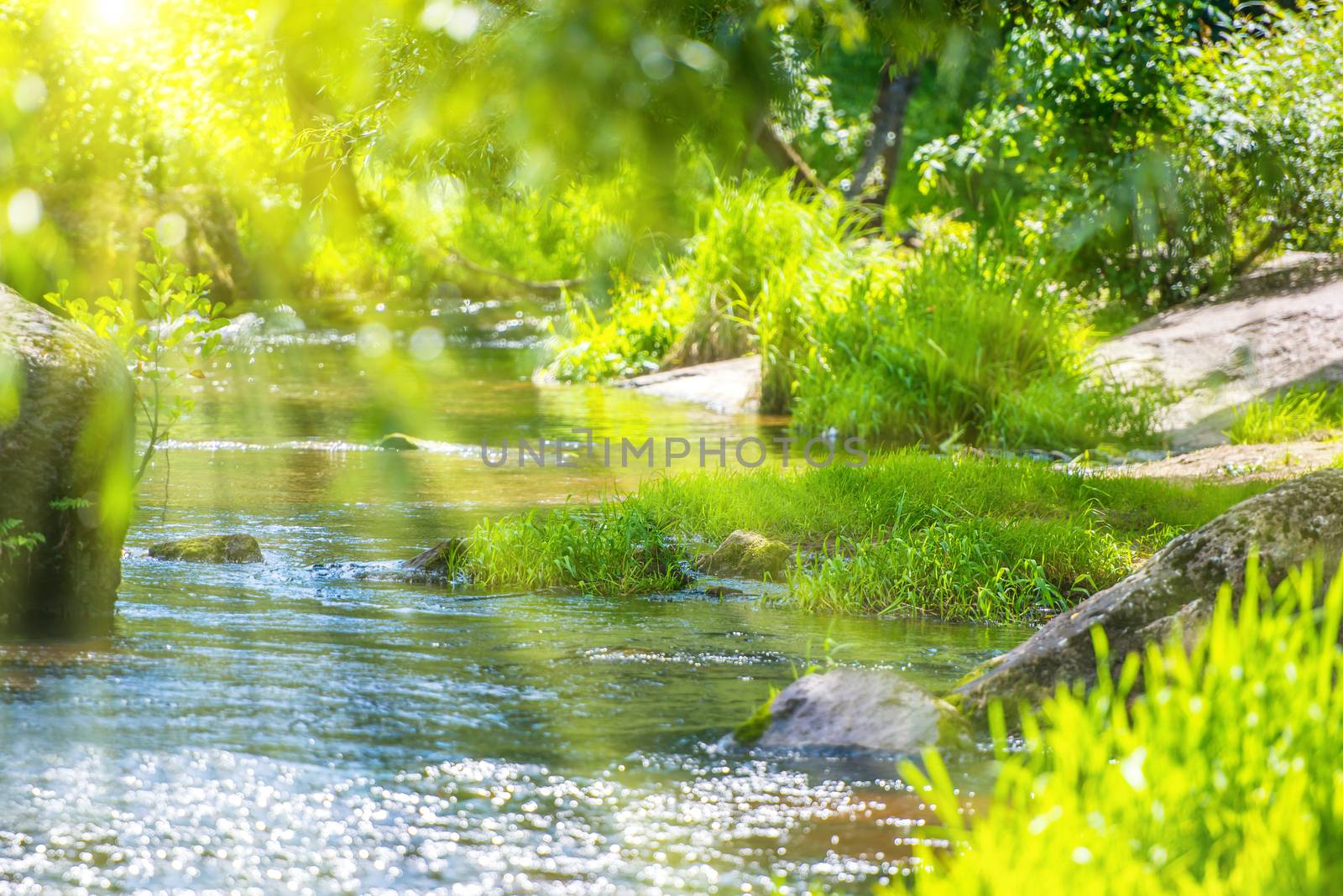 Stream in the green forest and sun shining through foliage
