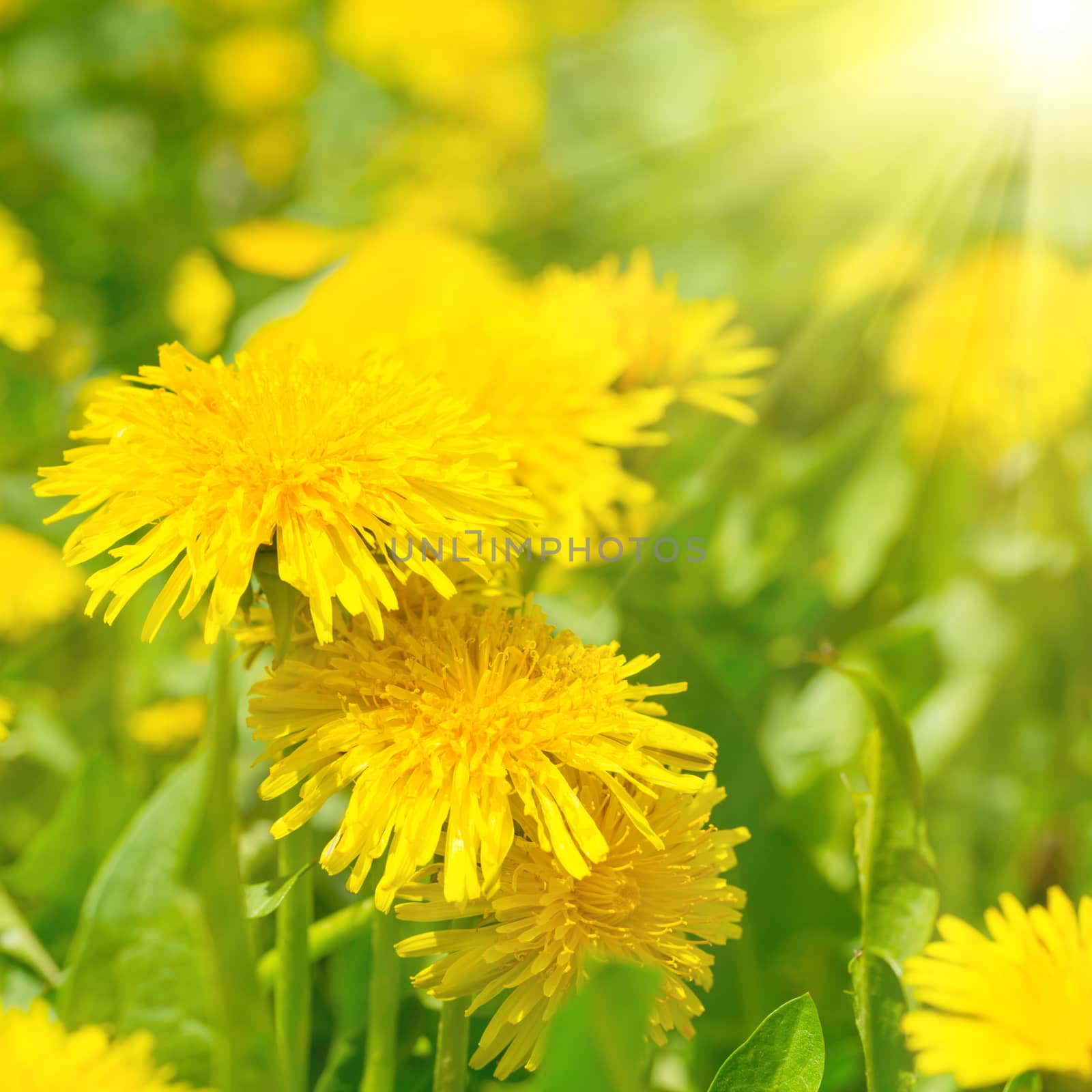 Yellow dandelions on the green field in summer with shining sun