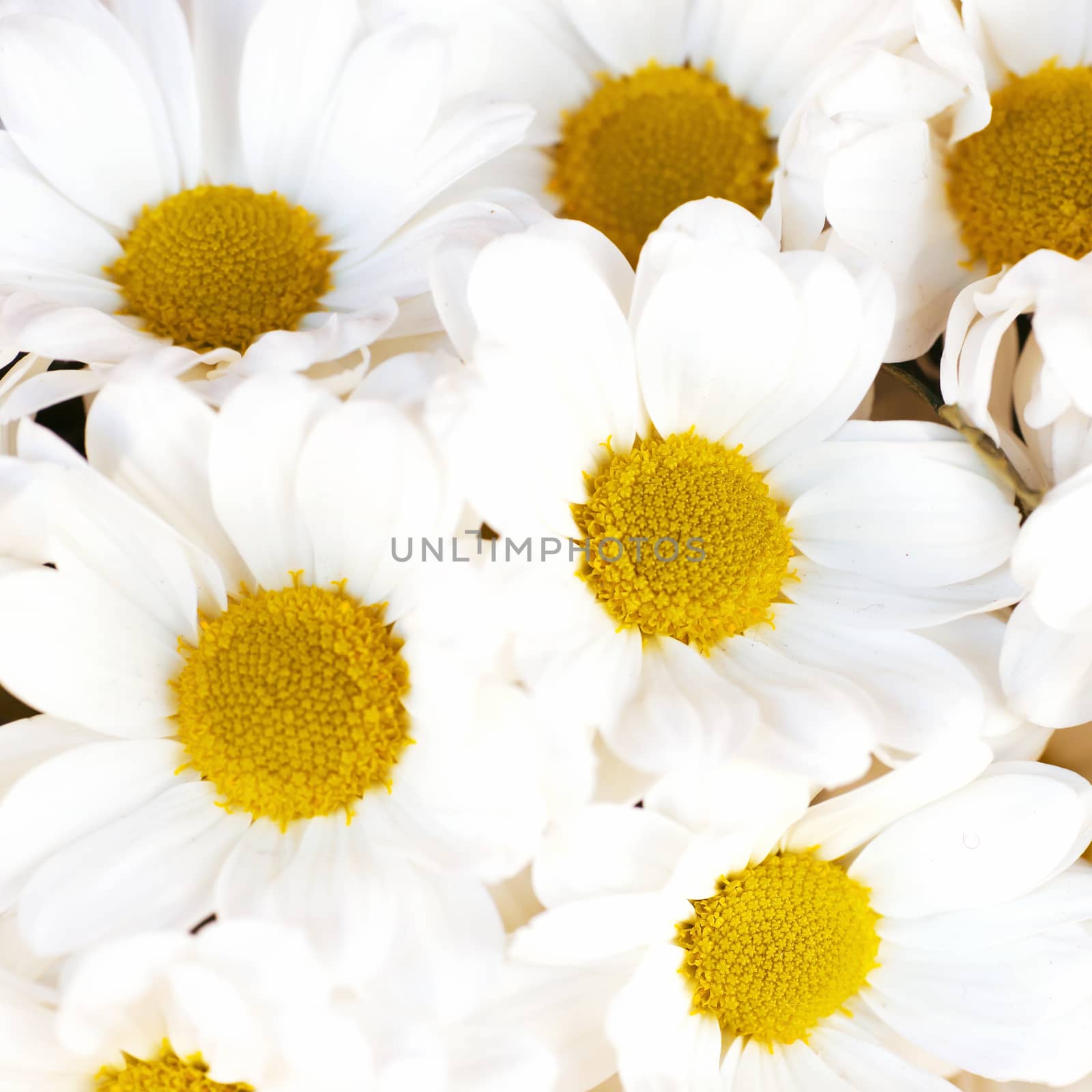 Bunch of white daisies- nature spring sunny background