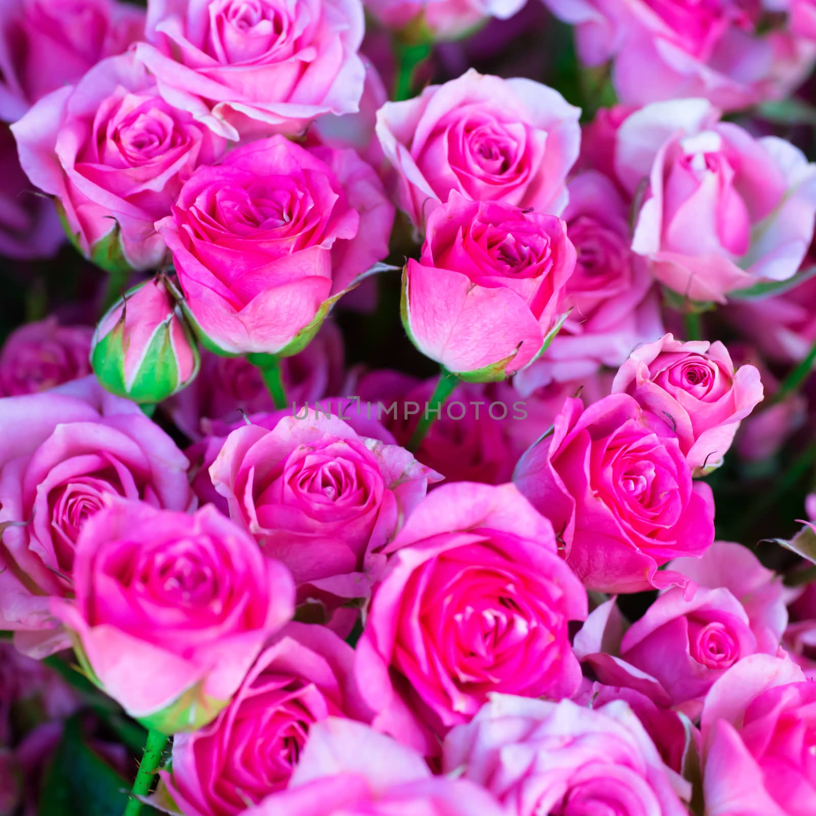 Fresh pink roses with green leaves- nature spring sunny background. Soft focus and bokeh