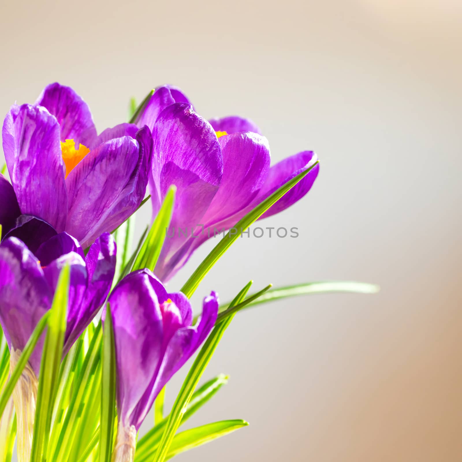 First spring flowers - bouquet of purple crocuses by vapi