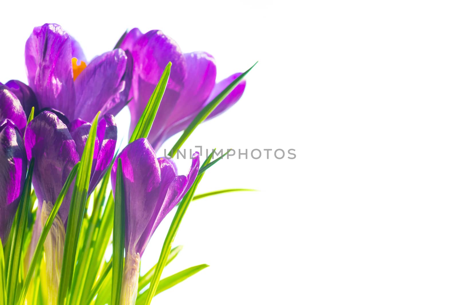 First spring flowers - bouquet of purple crocuses by vapi
