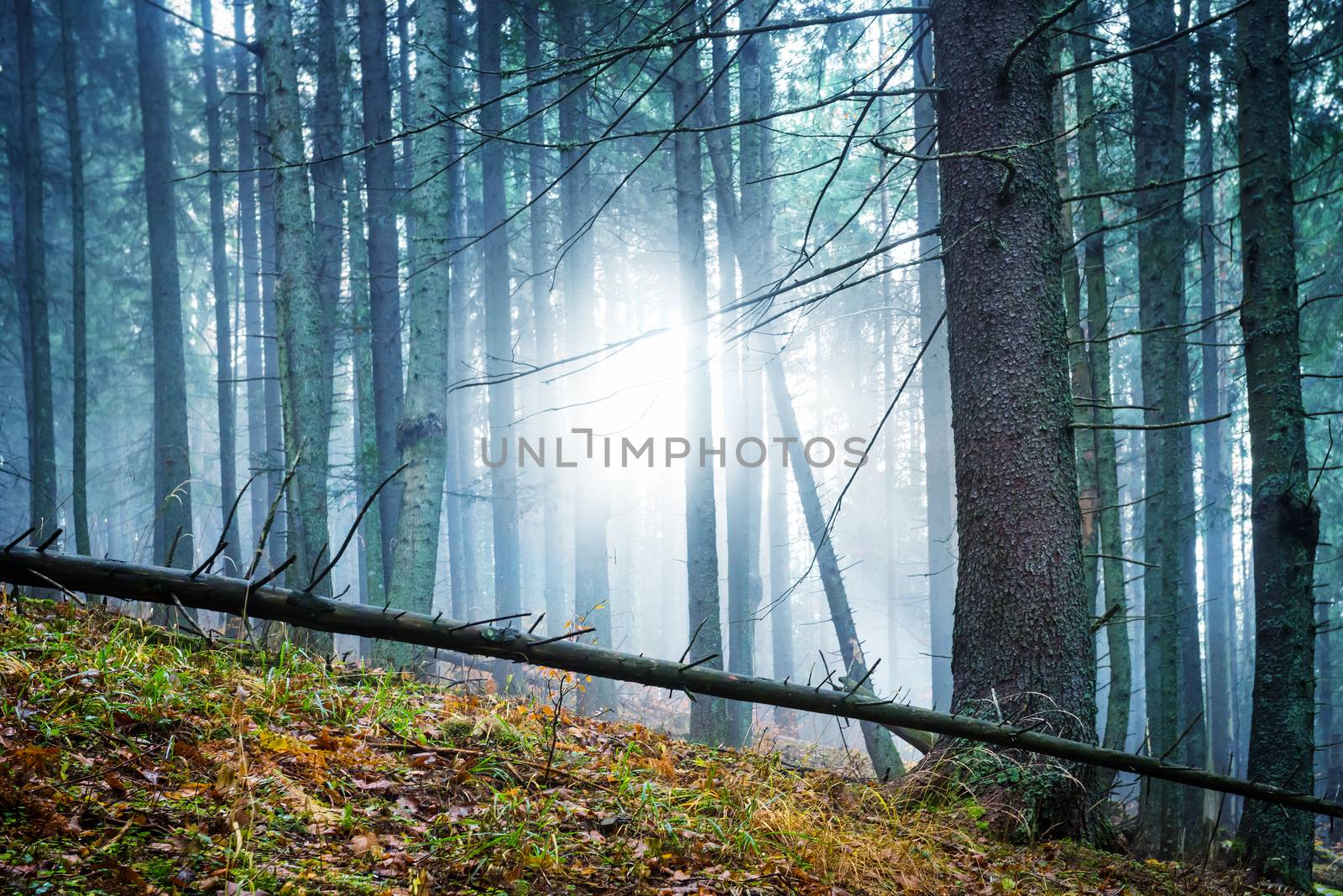 Mysterious fog in the green forest with pines. Sun shining through trees.
