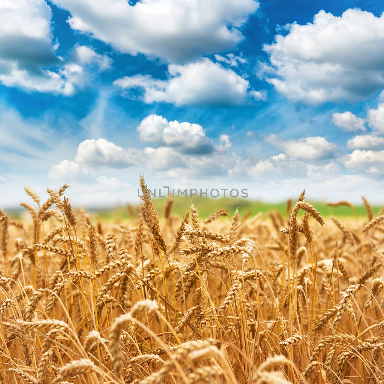 Gold wheat field fresh crop and blue sky with clouds