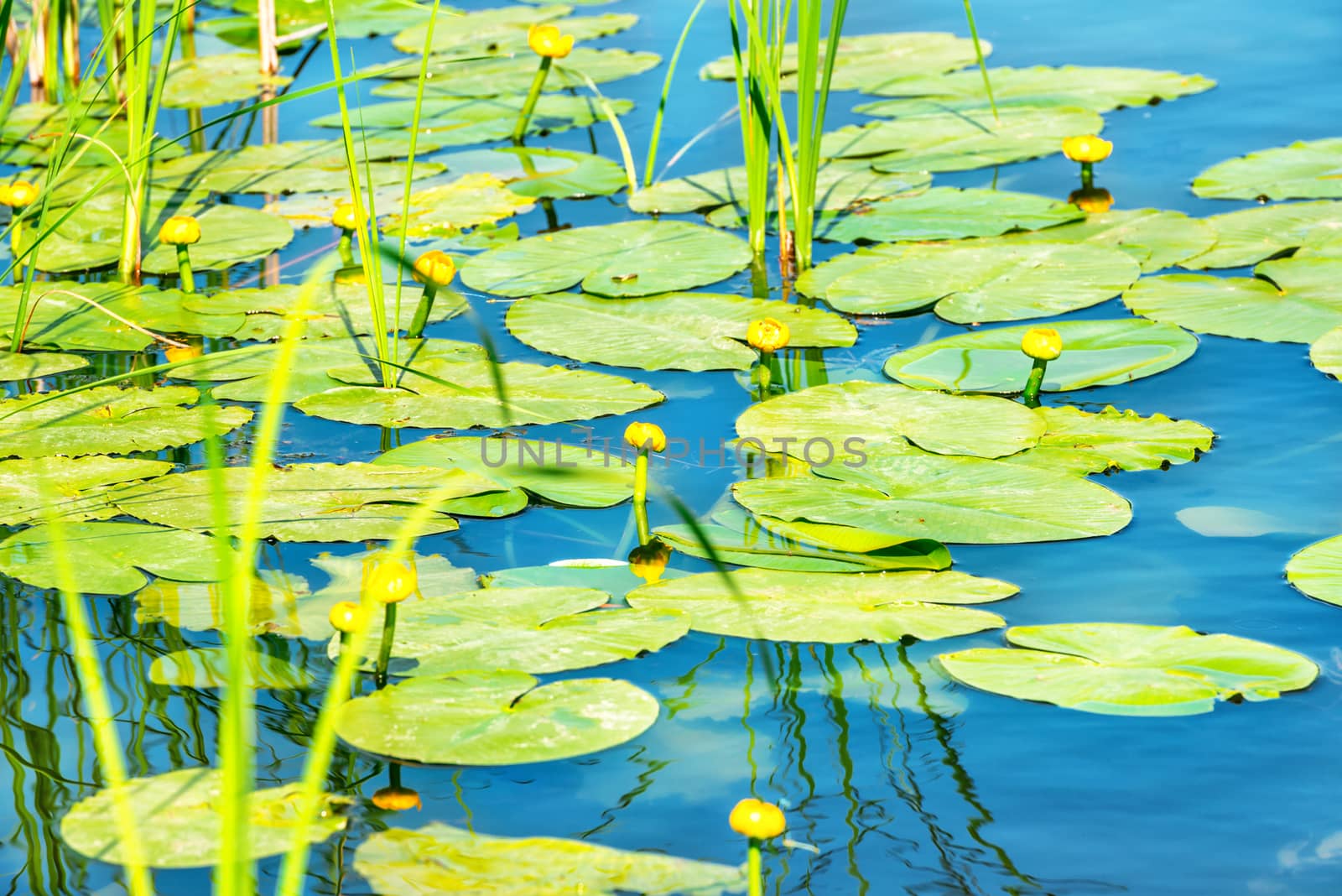 Water lily flower on pond with lotus leaves on pond