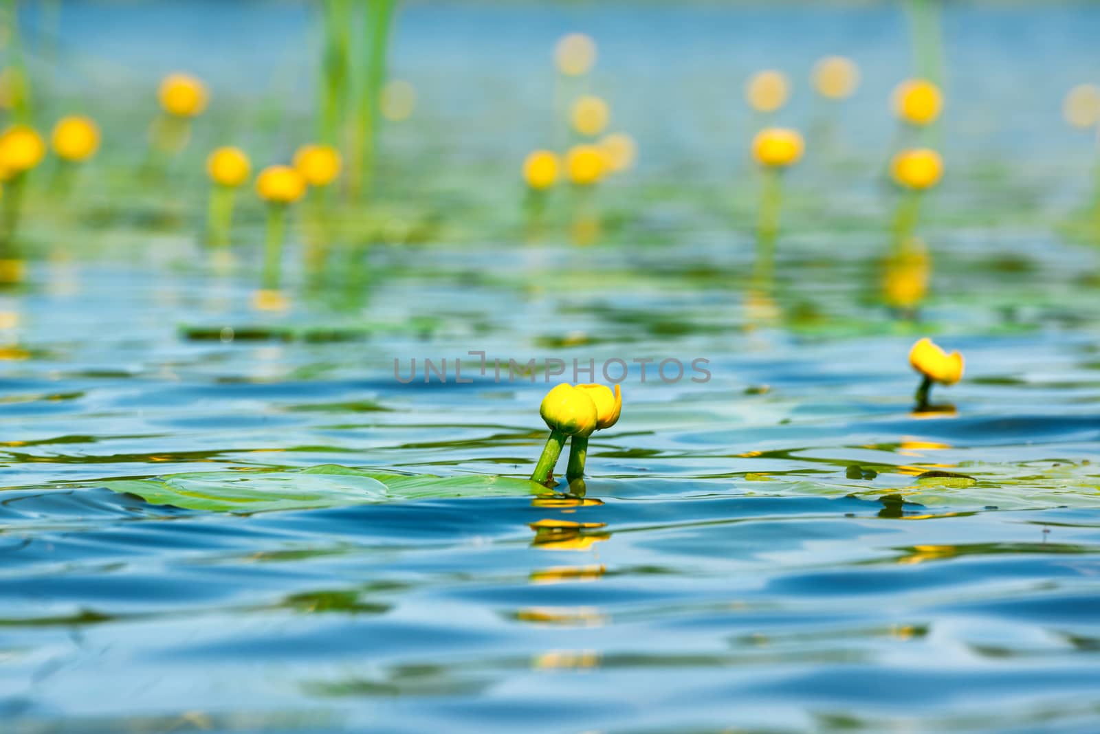 Water lily flower on pond with lotus leaves on pond
