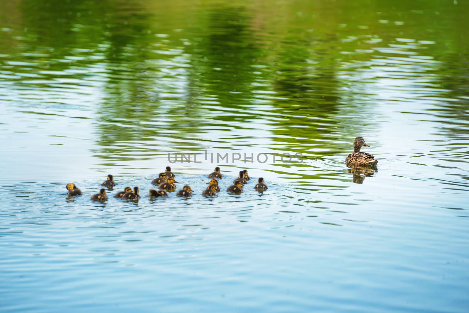 Duck family with many small ducklings by vapi