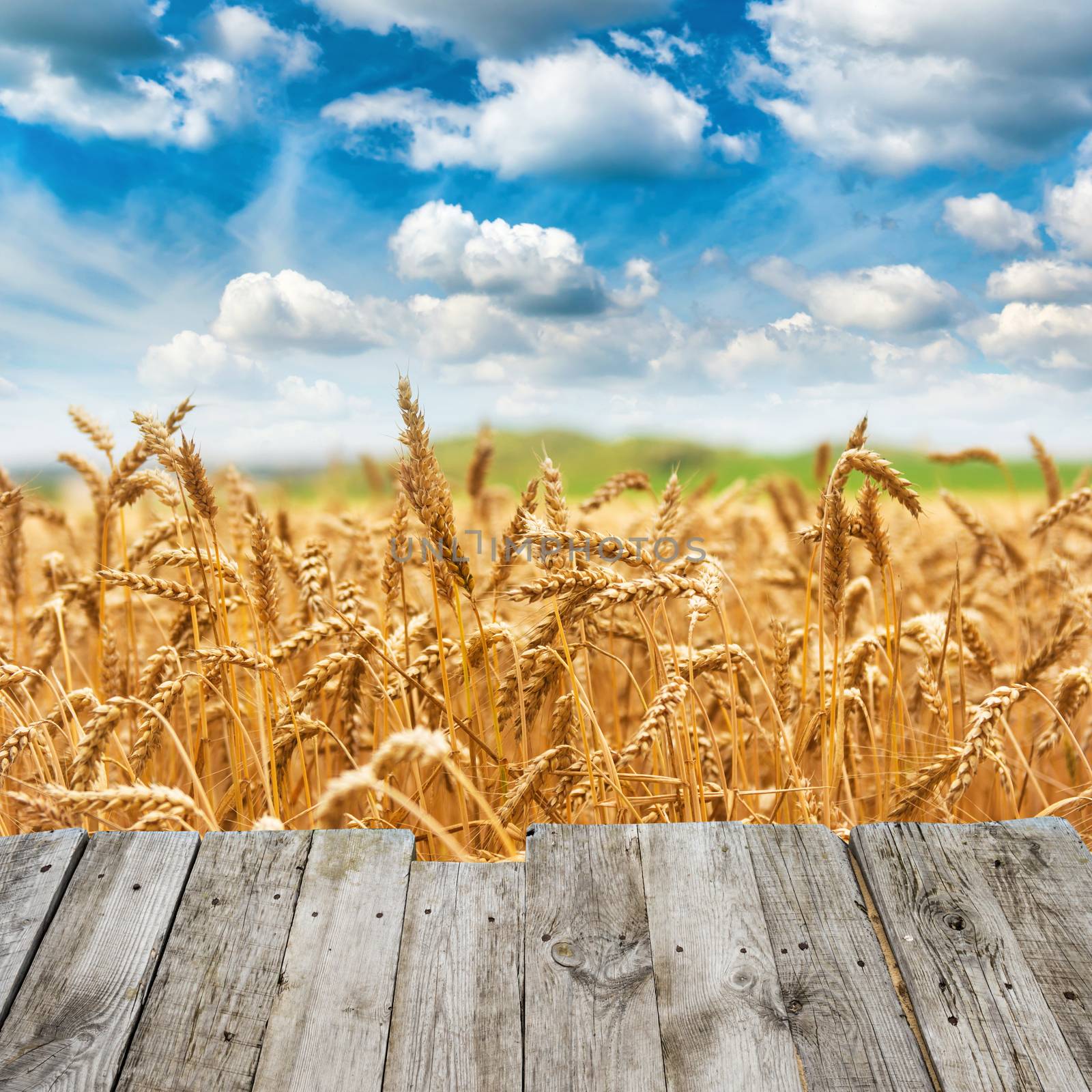 View from wooden bridge to gold wheat field by vapi