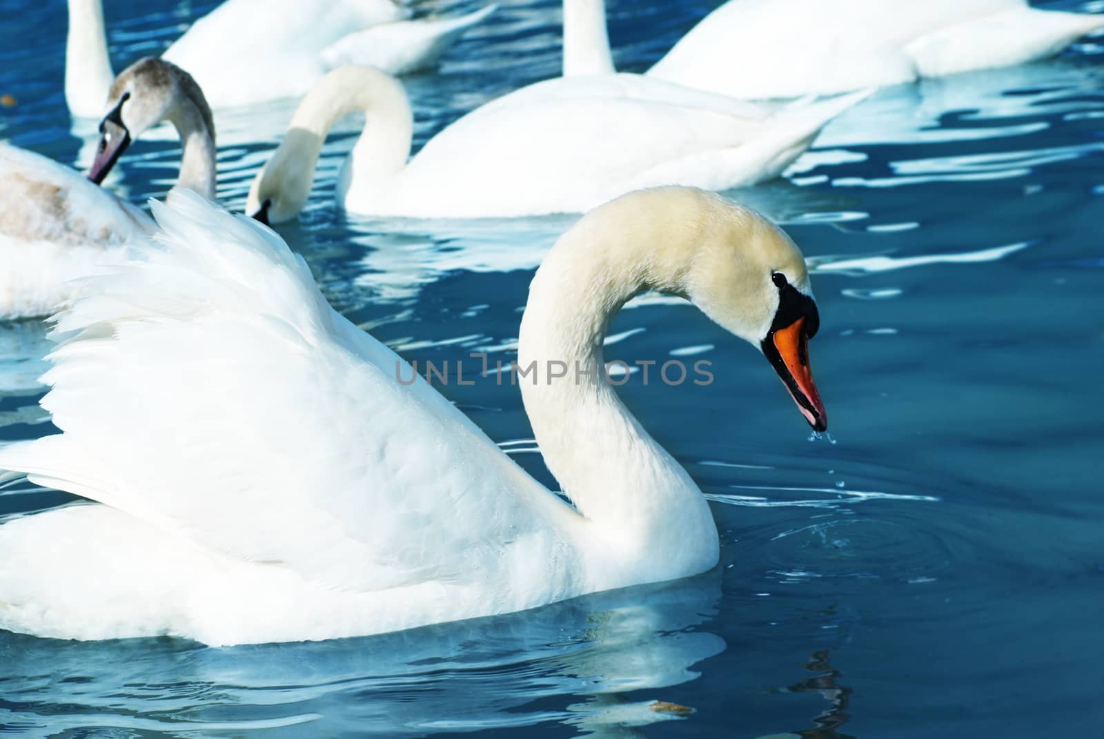 White swans on the lake with blue water