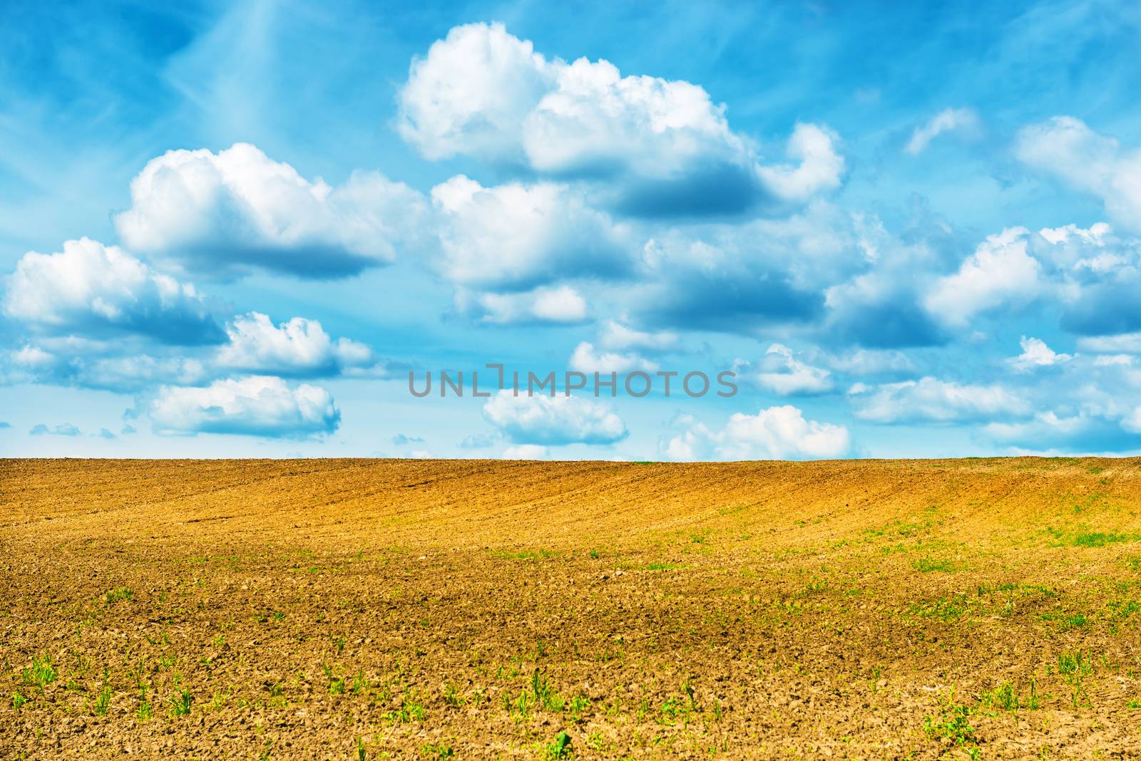 Agriculture field and blue sky with clouds.