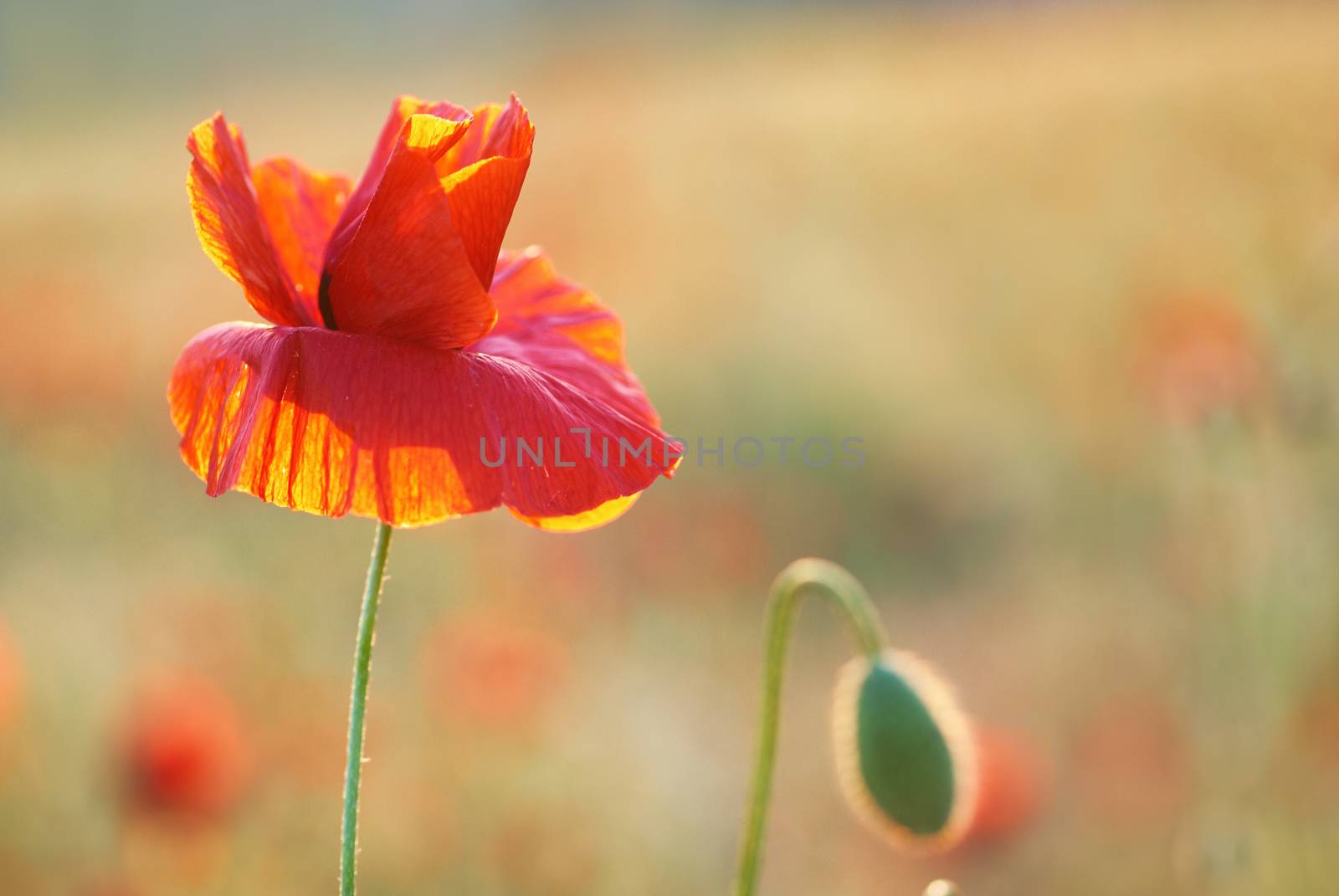 Red poppy on the meadow at sunset. Soft bokeh background