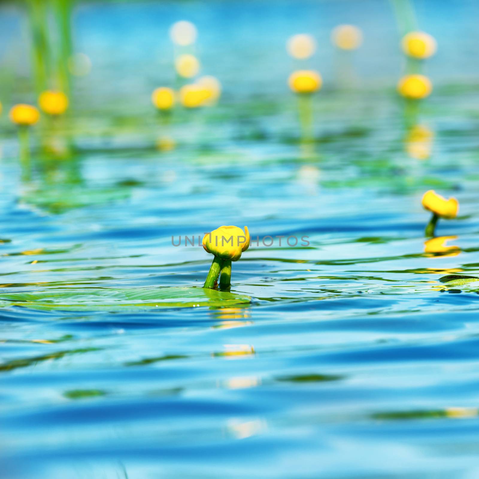 Water lily flowers on pond with blue water