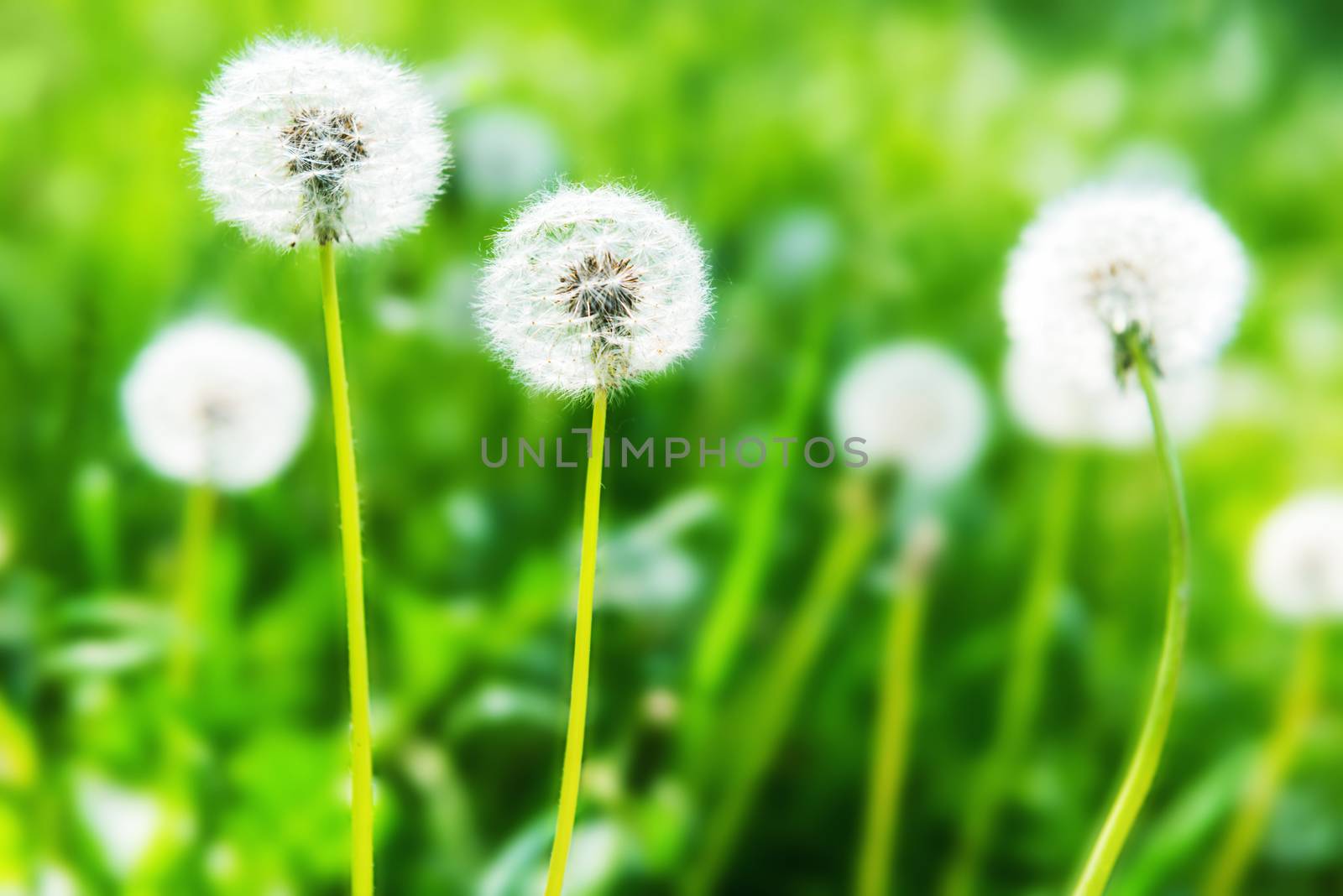 White dandelions on the green lawn by vapi