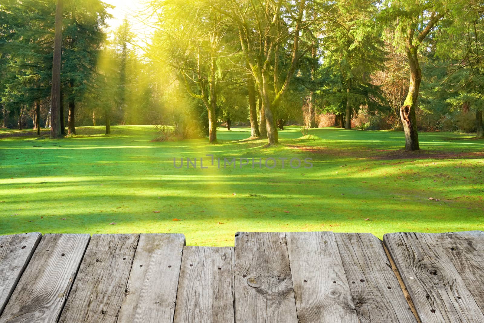 View from wooden surface to green park with trees. Lawn in under sunny light