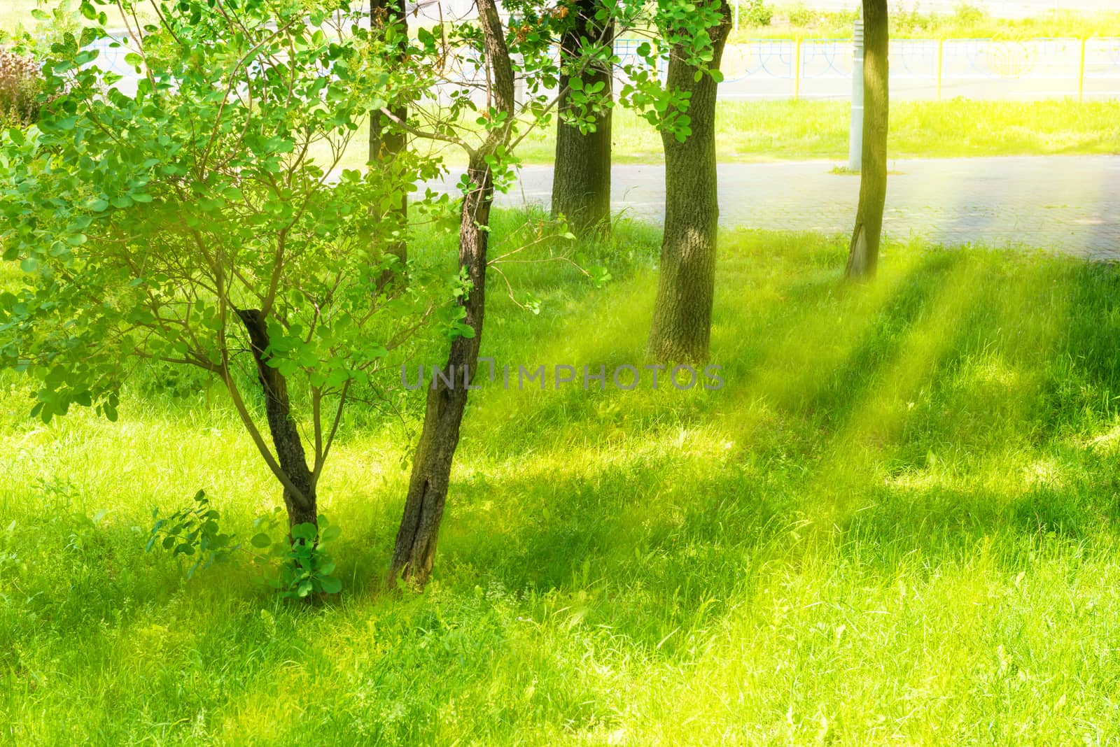 A piece of green urban park with green trees, grass and shining sun